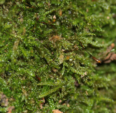 Hypnum cupressiforme cupressiforme