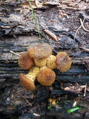 Armillaria gallica