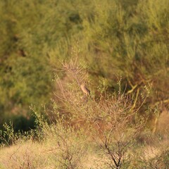 Toxostoma bendirei