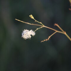 Boerhavia xantii