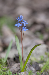 Scilla vindobonensis