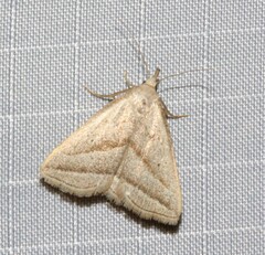 Macrochilo absorptalis