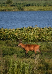 Blastocerus dichotomus