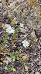 Vittadinia australis