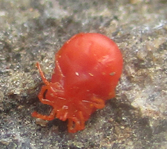 Hydrachnidia