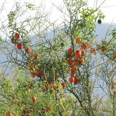 Ibervillea sonorae