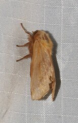 Malacosoma disstria