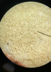 Rhizopogon