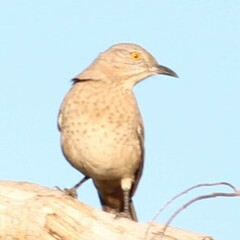 Toxostoma bendirei