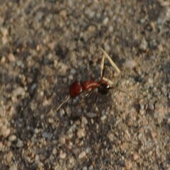 Pogonomyrmex bicolor