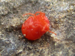 Hydrachnidia