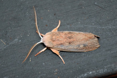 Cryptophasa rubescens