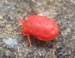 Hydrachnidia