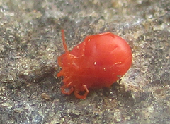 Hydrachnidia