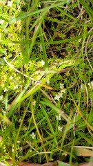Galium perpusillum