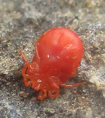 Hydrachnidia