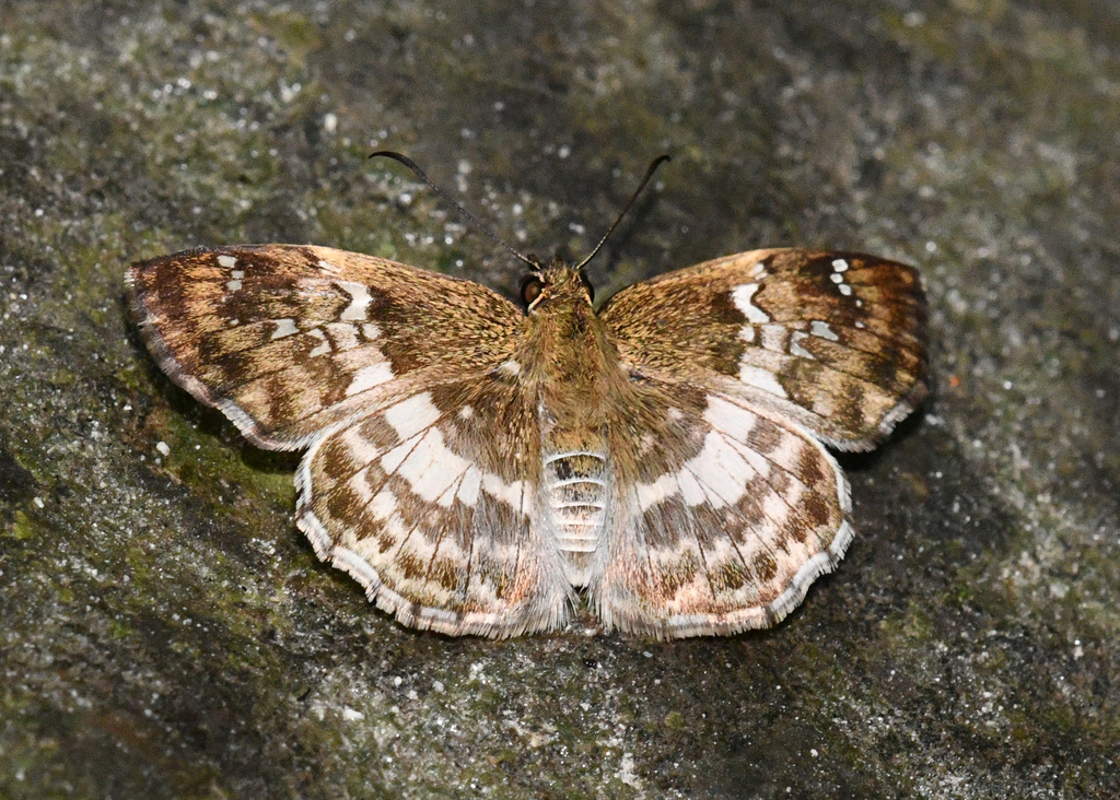 Carrhenes chaeremon