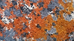 Xanthoria calcicola