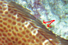 Epinephelus guttatus