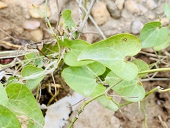 Aristolochia baetica