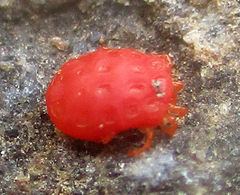 Hydrachnidia