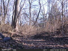 Sciurus carolinensis