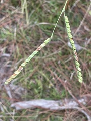 Paspalum floridanum