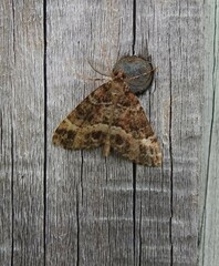 Pseudocoremia productata