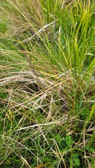 Carex comans