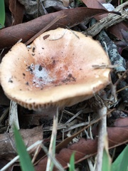 Paralepista flaccida