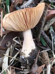 Paralepista flaccida