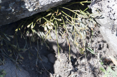Asplenium septentrionale