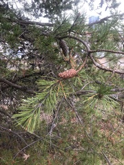 Pinus virginiana