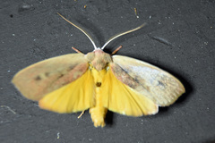 Cryptophasa rubescens