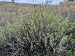 Artemisia marschalliana