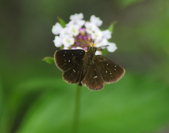 Piruna aea