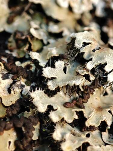 Representative image of Physconia servitii