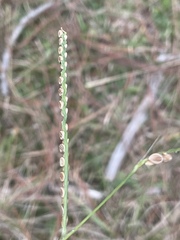Paspalum floridanum
