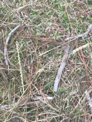 Paspalum floridanum