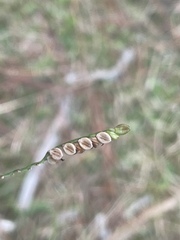Paspalum floridanum