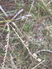 Paspalum floridanum