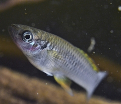 Pseudoxiphophorus
