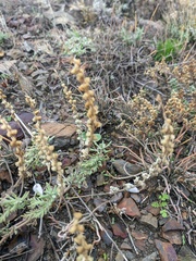 Veronica capsellicarpa