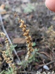 Veronica capsellicarpa