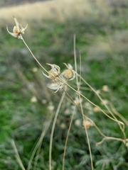 Helianthemum