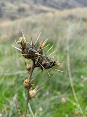 Centaurea salonitana