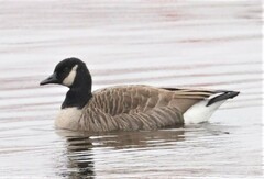 Branta canadensis parvipes