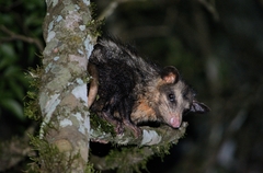 Didelphis aurita