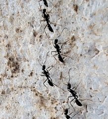 Leptogenys diminuta