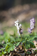 Corydalis cava